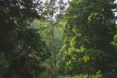Trees in forest