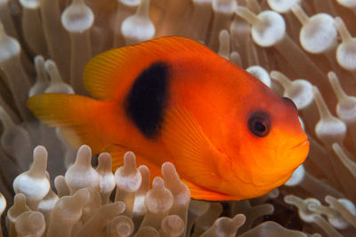 Close-up of orange fish swimming in sea