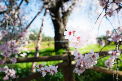 Low angle view of cherry blossom