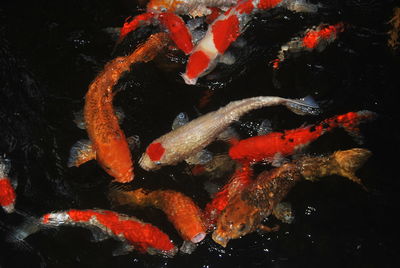 Close-up of koi carps swimming in water