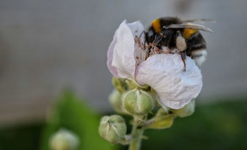 Close-up of bee on flower