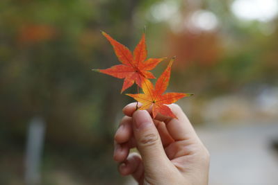 Close-up of hand holding maple leaves during autumn