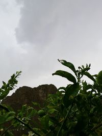 Plants growing against sky