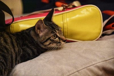 Close-up portrait of a cat