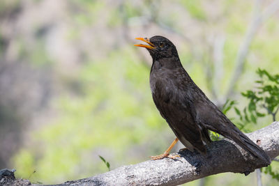 Close-up of bird perching on branch