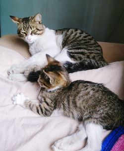 High angle view of cats lying on bed