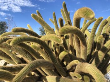 Close-up of succulent plant against sky.