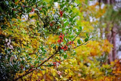 Close-up of berries on tree