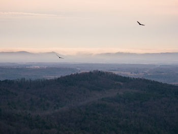 Bird flying in the sky