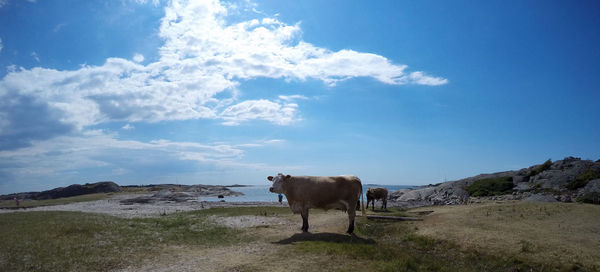 Cows standing in a field