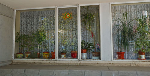 Potted plants on glass window of building