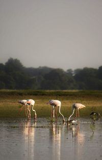 View of birds on lake