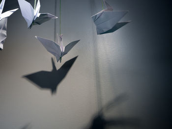 Close-up of a bird against the wall