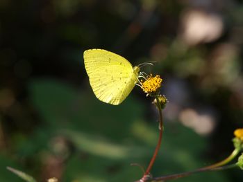Close-up of yellow butterfly on flower