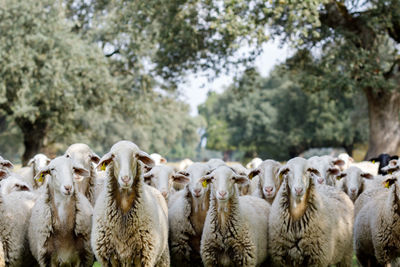 Flock of sheep in the farm