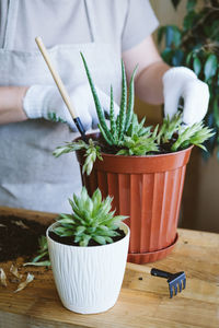 Home garden. houseplant symbiosis. how to transplant repot a succulent, propagating succulents