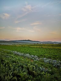 Scenic view of field against sky during sunset