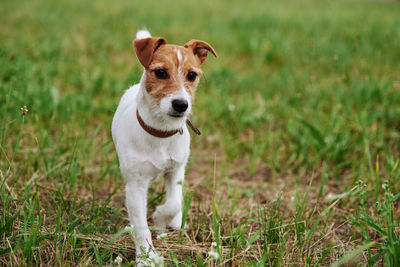 Dog on the grass in a summer day. jack russel terrier puppy portrait