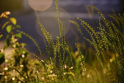 Close-up of plants growing on field