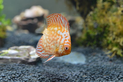 Close-up of fish swimming in sea