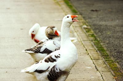 Geese on footpath