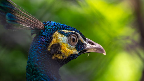 Close-up of peacock
