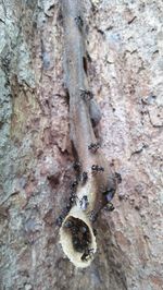 Close-up of insect on tree trunk