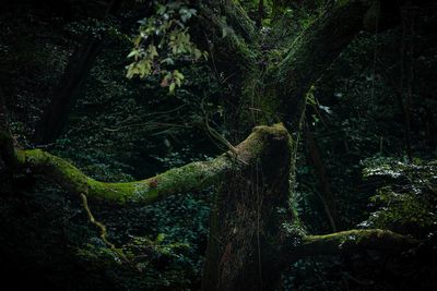 Moss growing on tree trunk in forest