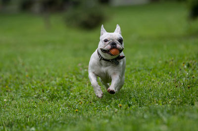 French bulldog with spiked ball in mouth running on grassy field