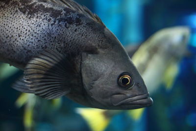 Close-up of fish swimming in sea