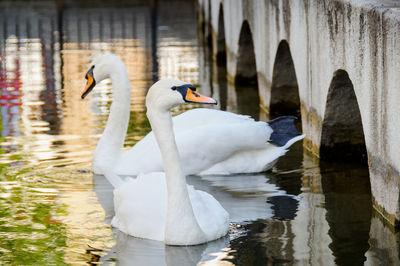 Two white swans