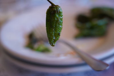 Close-up of green chili peppers in plate