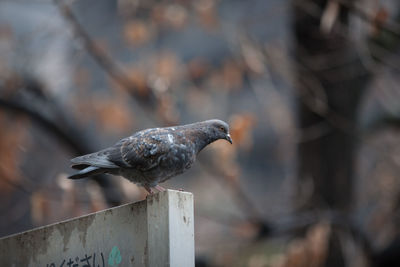 Close-up of curious gray pigeon looking down