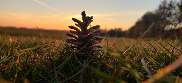 Close-up of fresh plants on field against sky during sunset