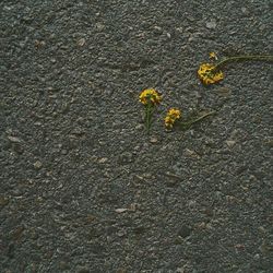 Close-up of yellow flowers