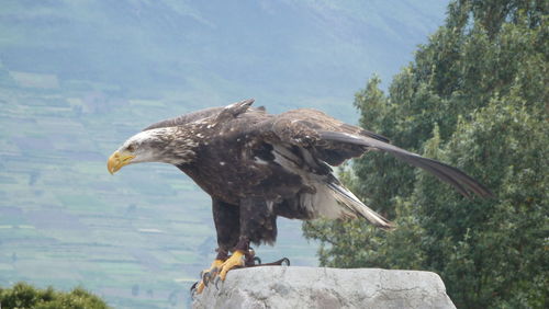 Eagle flying over a tree near otavalo in ecuador. 