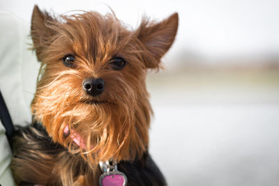 Close-up portrait of a dog