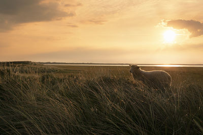 View of horse on field against sunset sky