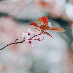 Close-up of cherry blossoms in spring
