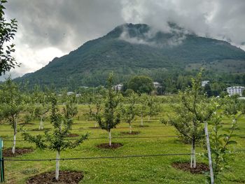 Scenic view of vineyard against cloudy sky