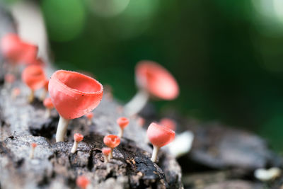 Close-up of mushroom growing on wood