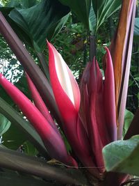 Close-up of pink flowering plant