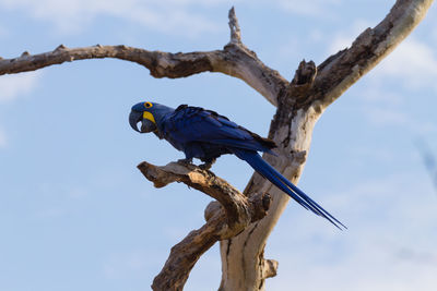 Low angle view of bird perching on a tree