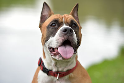 Close-up portrait of a dog
