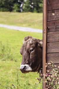 Close-up of cow