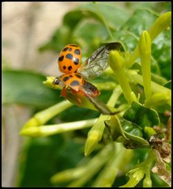 Close-up of ladybug on leaf