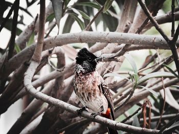 Close-up of bird perching on branch