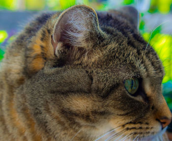 Close-up of a cat looking away