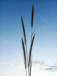 Low angle view of stalks against blue sky