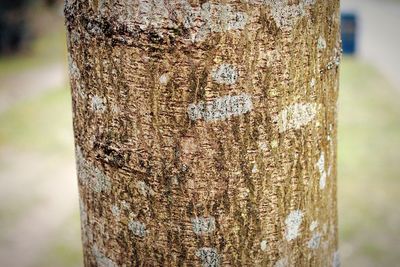 Close-up of tree trunk